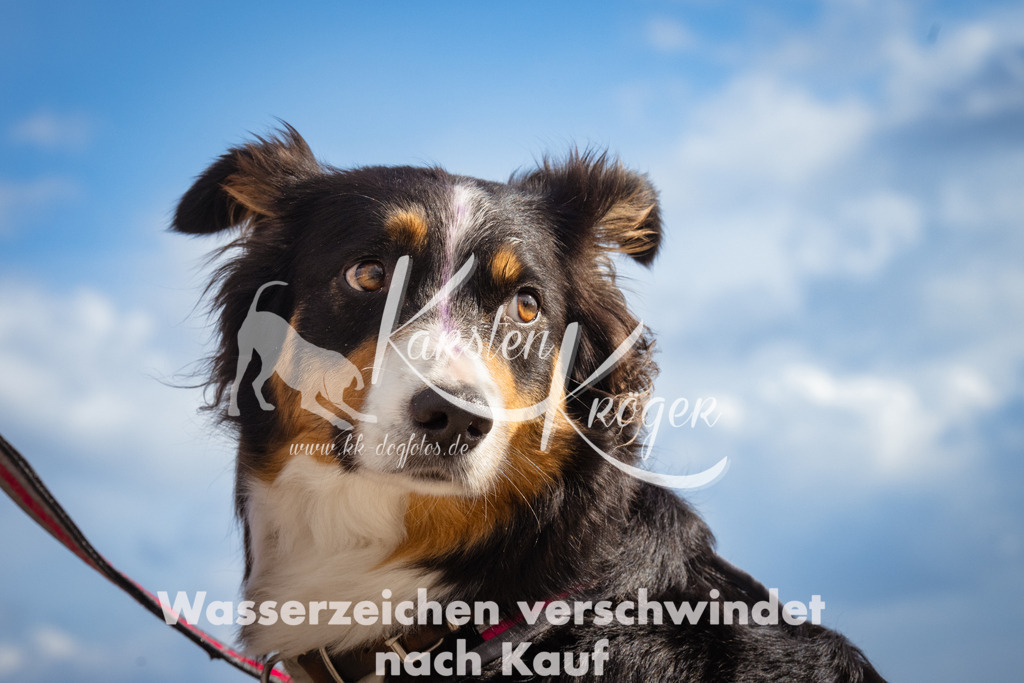1316_ZZ91115 | kk-dogfotos