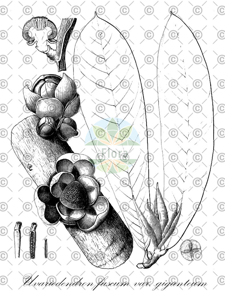 HistAbb_6158_1_FLORAD_SIMPLE | Historische Abbildung von Uvariodendron fuscum var. giganteum - Annonaceae | Historical Illustration of Uvariodendron fuscum var. giganteum - Annonaceae