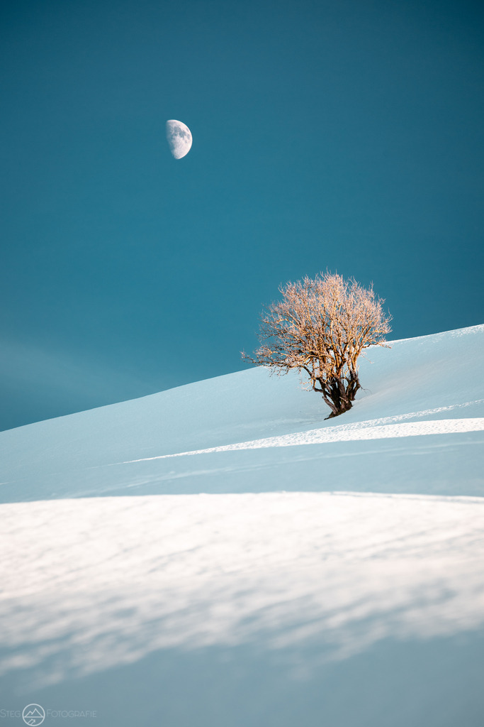 Baum unter dem Mond | Auf einem verschneiten Hügel steht im letzten Abendlicht ein Baum, während darüber der Mond scheint - Realisiert mit Pictrs.com