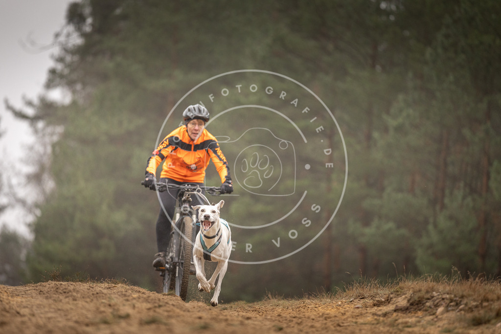 Pfotenfotografie_DV3A2728 | Hundefotografie, Tierfotograf, Pfotenfotografie, Fotoshooting Hund, Hunde Portrait, Hundesport, Hundeportraits, Heideshooting, Hunde, Sportfotograf, Hundefotograf, Turnierhundsport, THS,  - Realisiert mit Pictrs.com