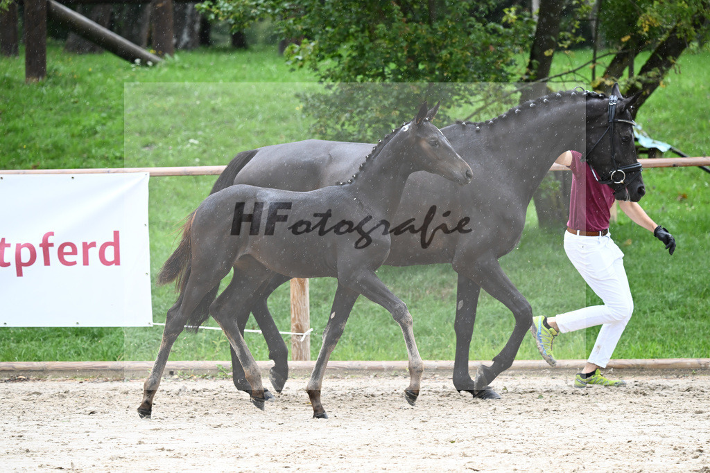Kat-Nr. 13 SF Donier_Schlosser_25230243 | hf-fotografie - Realizzato con Pictrs.com