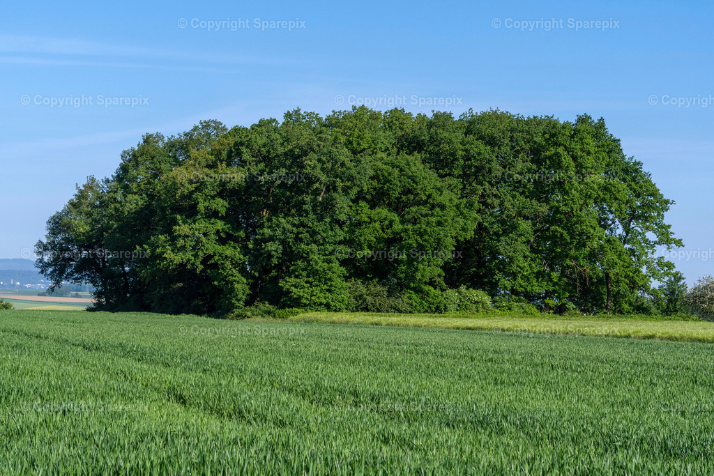 PAR_Tiny_Forest_Spring3 | sparepix - Realisiert mit Pictrs.com