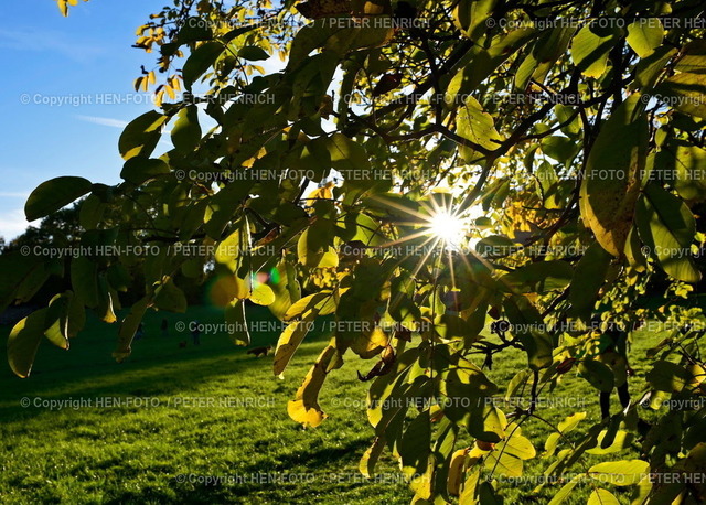 20221004-8993-huthpark-ffm-herbst-HEN-FOTO | 04.10.2022 Herbst Impressionen im Huthpark in Frankfurt am Main rund um die Hundespielwiese zur Goldenen Stunde (Foto: Peter Henrich)  - Realisiert mit Pictrs.com