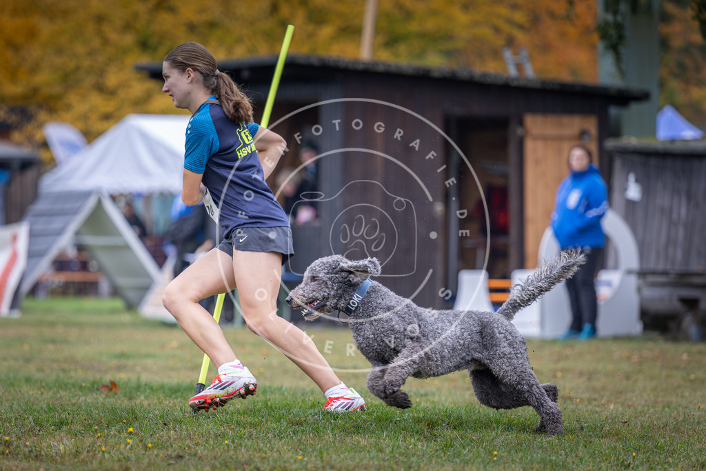 Pfotenfotografie_DV3A0739 | Hundefotografie, Tierfotograf, Pfotenfotografie, Fotoshooting Hund, Hunde Portrait, Hundesport, Hundeportraits, Heideshooting, Hunde, Sportfotograf, Hundefotograf, Turnierhundsport, THS,  - Realisiert mit Pictrs.com