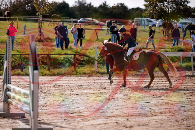 2026_10_03_Siefer-Hof_144730_Z81_24924569 | Professionelle Reitsport-, Turnier- und Eventfotografie von Robert Broda. Galerien mit ausgewählten und bearbeiteten Bildern direkt online ansehen und bestellen.