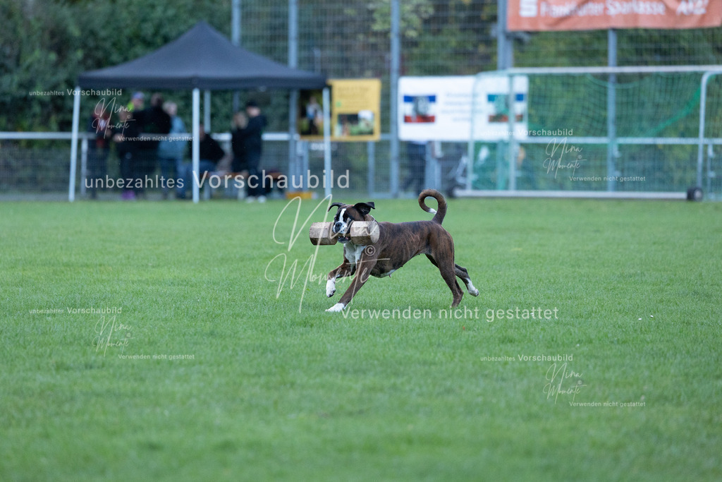 _16A4577 | Einzigartige Fotos von Hunden & Menschen –Actionfotos, Portraits, Vereinsaufnahmen & Paarshootings – authentisch, lebendig & mit Herz.