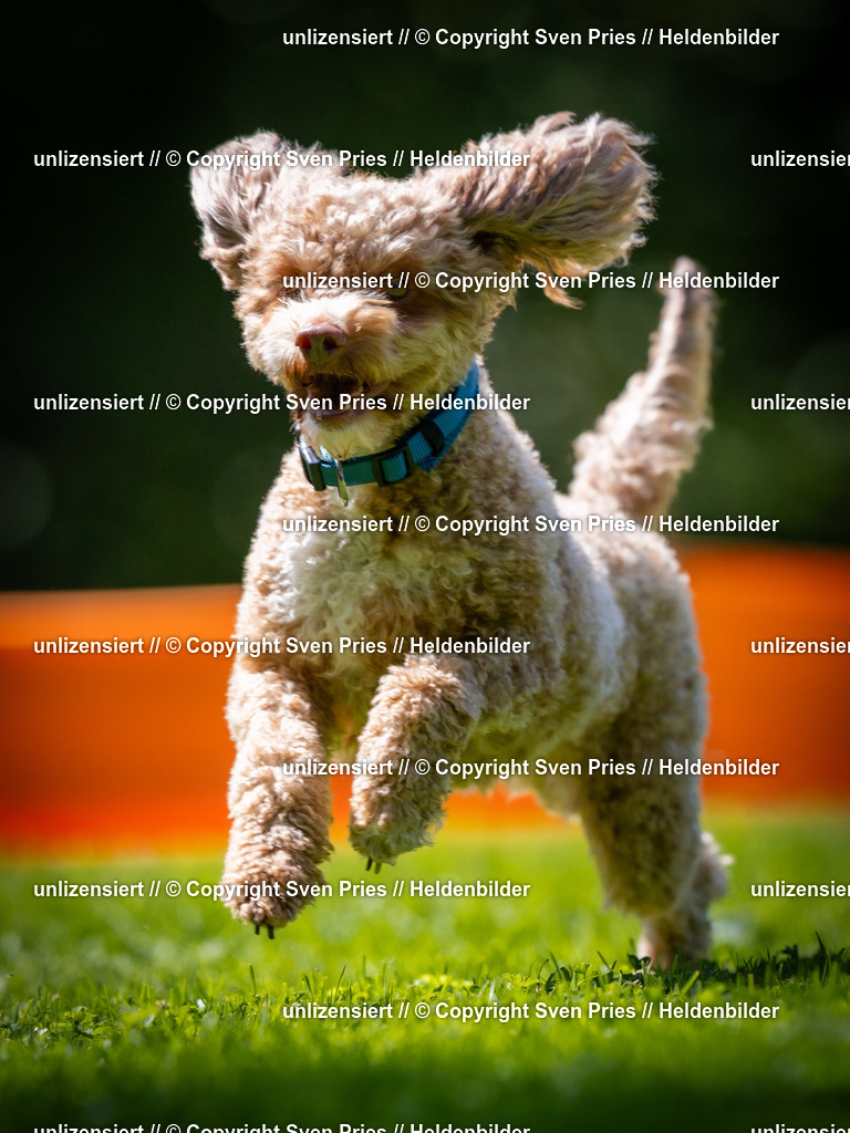 Sven Pries | 2025-08-10 - Hunderennen Durlach - Realisiert mit Pictrs.com