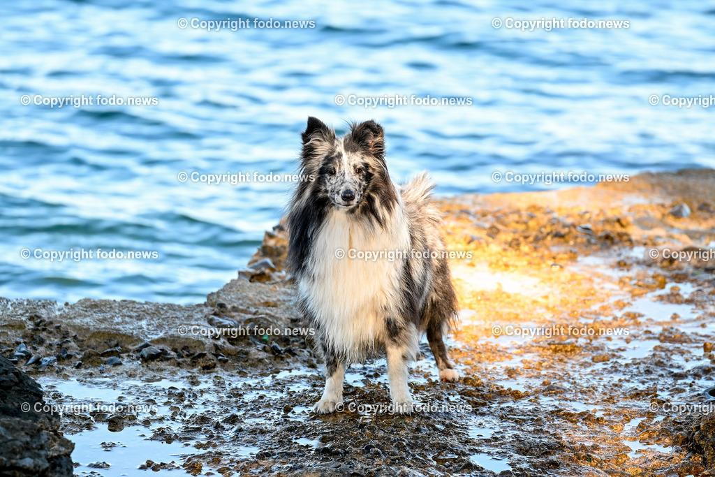 Kroatien_ Brac_ Insel in Dalmatien_ Milna_ 18.07.2025-18 | 18.07.2025, Kroatien, HRV, Brac, Insel in Dalmatien, Milna im Bild Themenbild, Hund, Hunde, Strand, Felsen, Urlaub, Urlaub mit Hund am Meer, Meer, Adria, Tourismus, Salzwasser, Feature, Symbolbild