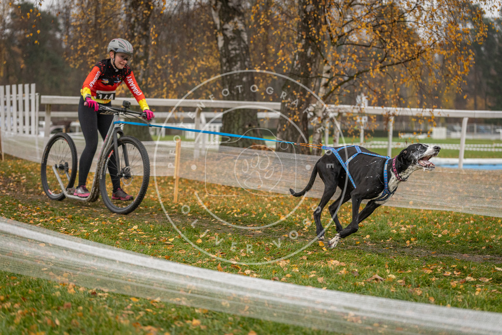 CaniXpix_DV3A8216 | Hundefotografie, Tierfotograf, Pfotenfotografie, Fotoshooting Hund, Hunde Portrait, Hundesport, Hundeportraits, Heideshooting, Hunde, Sportfotograf, Hundefotograf, Turnierhundsport, THS,  - Realisiert mit Pictrs.com