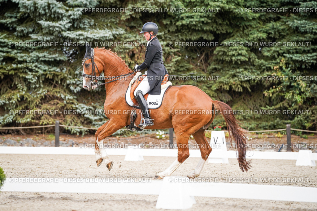 DSC06494 | Pferdegrafie