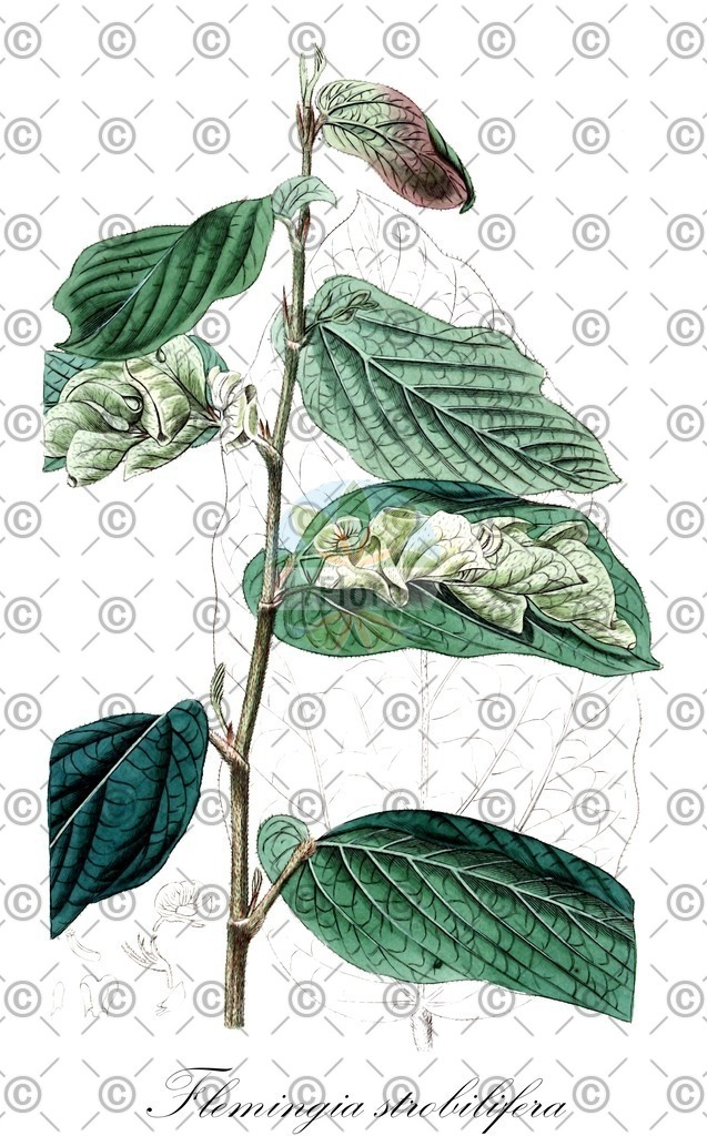 HistAbb_wfo-0001426955_2_ENZY_Simple | Historische Abbildung von Flemingia strobilifera - Fabaceae | Historical Illustration of Flemingia strobilifera - Fabaceae