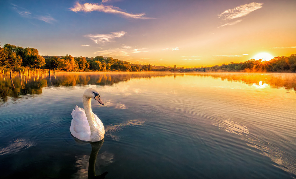 Ruhig gleitet ein Schwan im warmen Licht des Sonnenaufgangs über den Max-Eyth-See bei Stuttgart | Das Bild zeigt einen Höckerschwan (Cygnus olor), der im warmen Licht eines Sonnenaufgangs über den Max-Eyth-See bei Stuttgart gleitet.Das Tier hat ein rein weißes Gefieder und einen orangefarbenen Schnabel.Besonderheit: An der Basis des Schnabels befindet sich ein schwarzer Höcker, der für diese Art typisch ist.Verhalten: Schwäne gleiten oft langsam und anmutig über flache Seen, Teiche oder langsame Flüsse. - Realisiert mit Pictrs.com