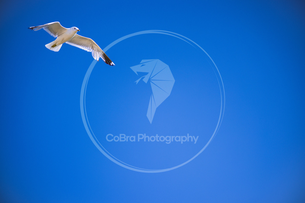 CR5_7216 | CoBra Photography - Realisiert mit Pictrs.com