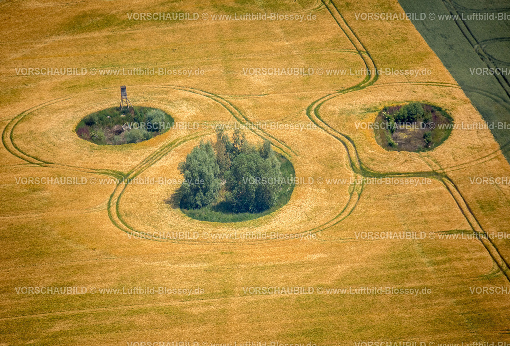 Luebeck15069371Travemuende | Büsche in einem Feld in Form eines Bärengesichts, Küstenlandschaft zwischen Priwall und Barendorf, Travemünde,  Dassow, Lübecker Bucht, Hansestadt, Mecklenburg-Vorpommern, Deutschland