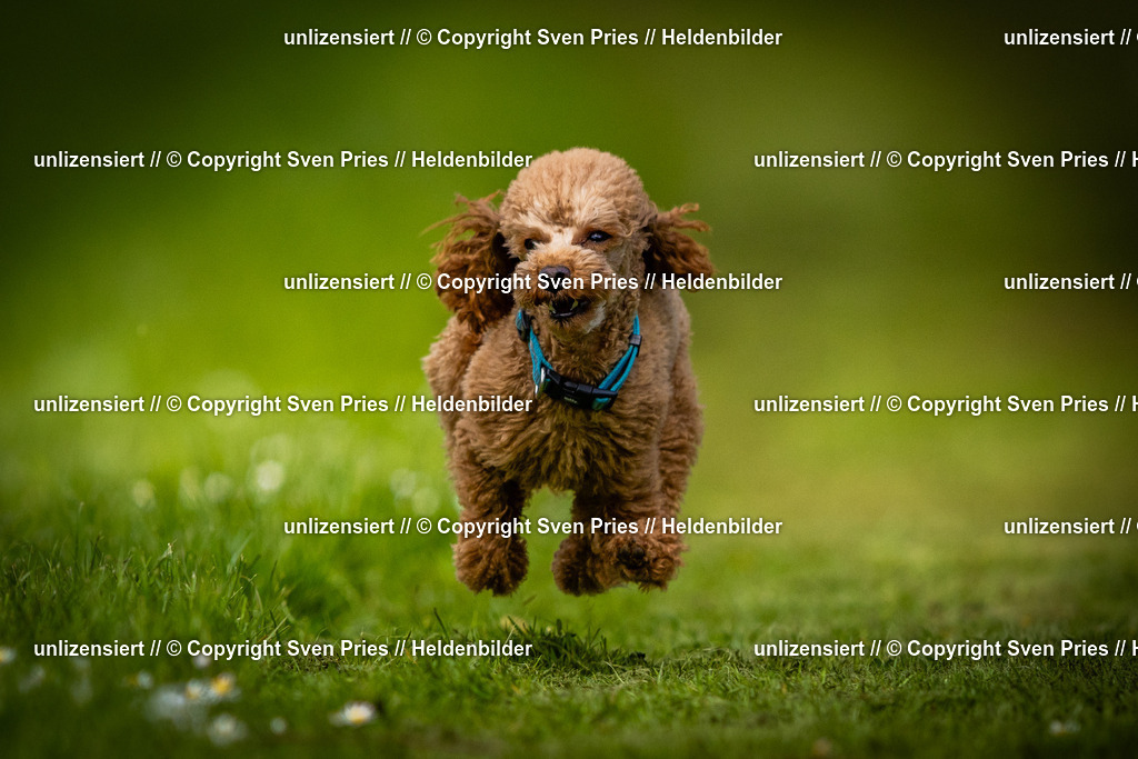 Sven Pries | 2025-04-13 - Hunderennen Baden-Baden - Realisiert mit Pictrs.com