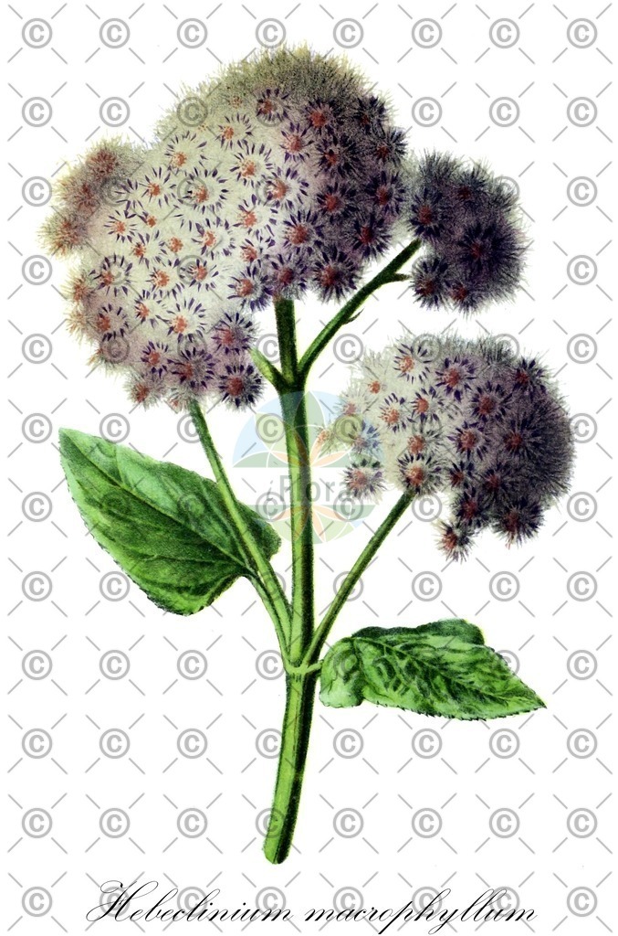 HistAbb_wfo-0001137780_1_ENZY_Simple | Historische Abbildung von Hebeclinium macrophyllum - Asteraceae | Historical Illustration of Hebeclinium macrophyllum - Asteraceae