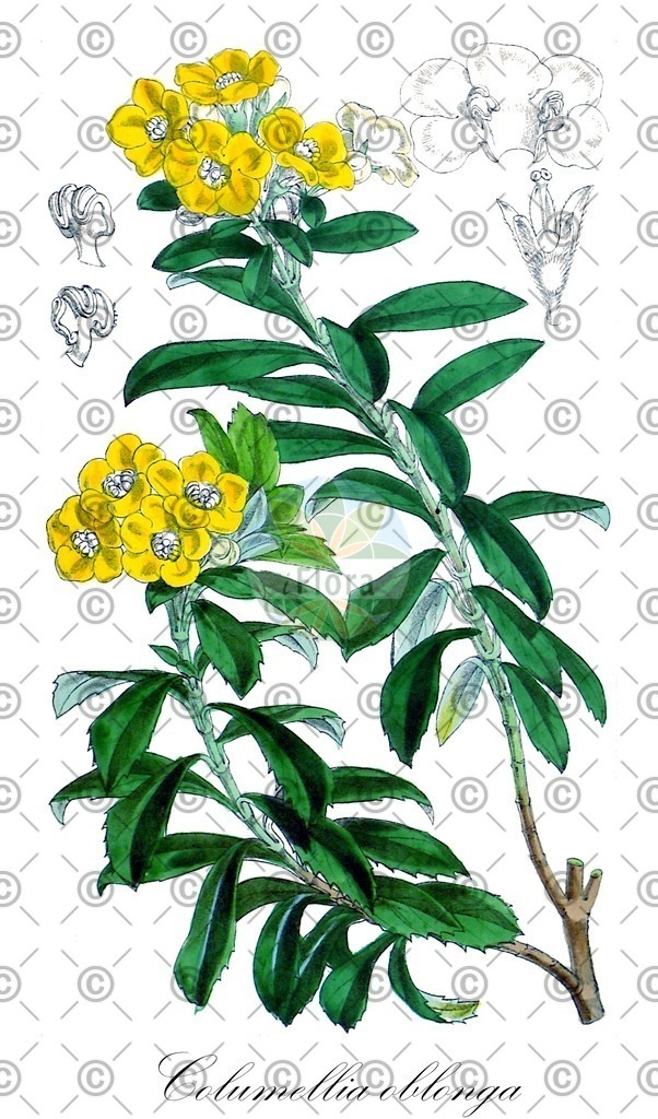 HistAbb_wfo-0000615739_1_ENZY_Simple | Historische Abbildung von Columellia oblonga - Columelliaceae | Historical Illustration of Columellia oblonga - Columelliaceae