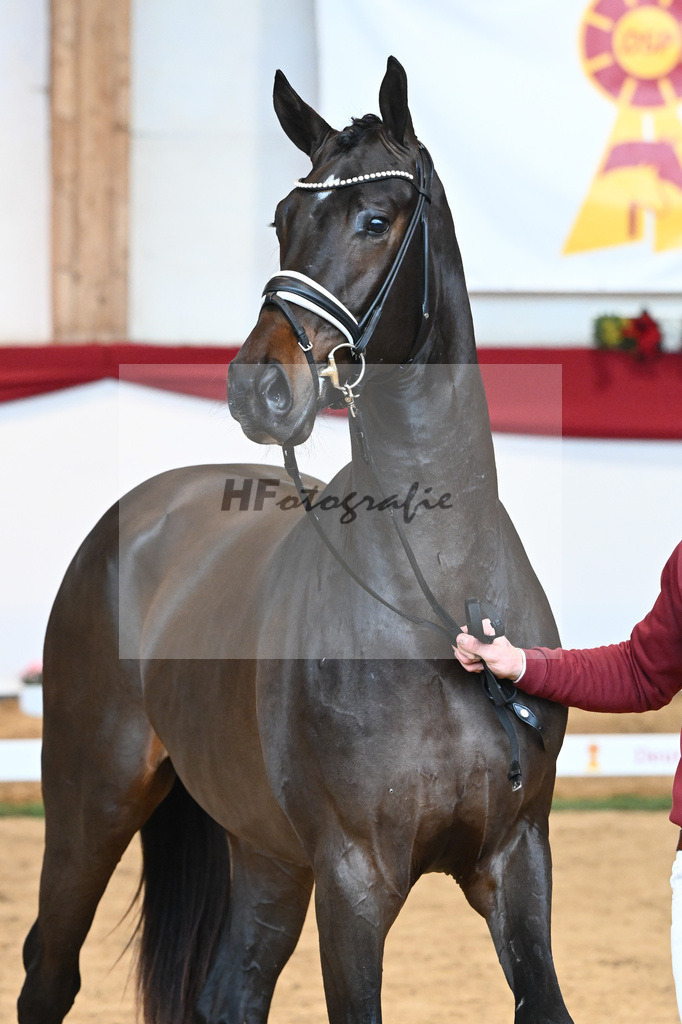 Kat-Nr. 51 Va Bene x Dante Weltino_Bergmann_43230718 | hf-fotografie - Realisiert mit Pictrs.com