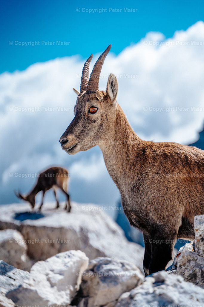 Luca_Vuerich-431 | piet_flosse