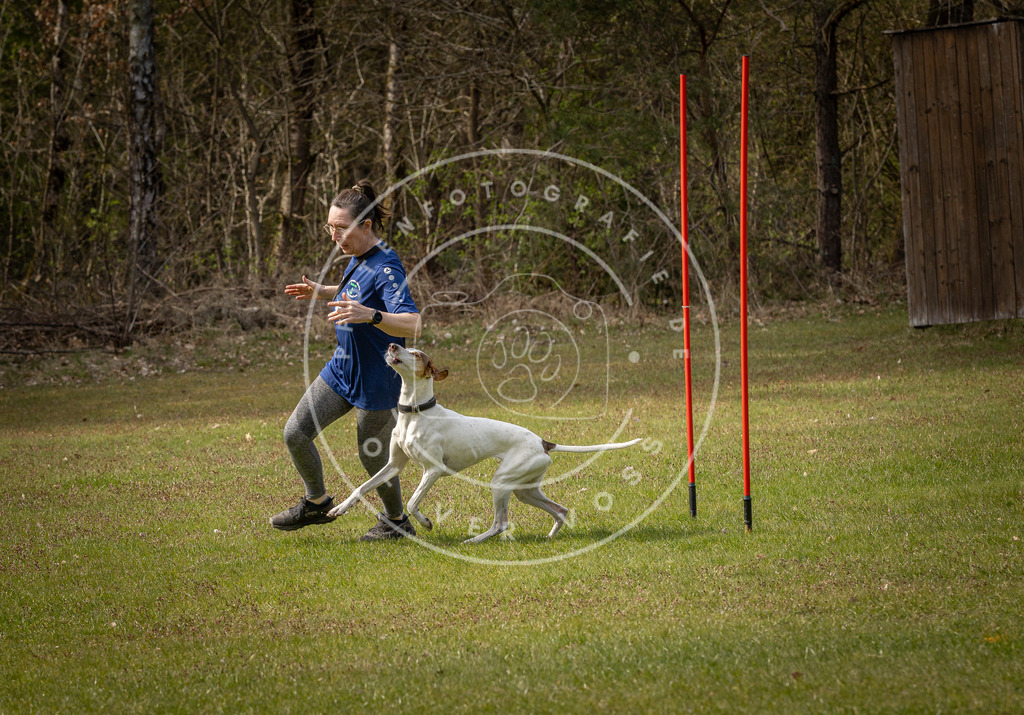 Pfotenfotografie_DV3A8128 | Hundefotografie, Tierfotograf, Pfotenfotografie, Fotoshooting Hund, Hunde Portrait, Hundesport, Hundeportraits, Heideshooting, Hunde, Sportfotograf, Hundefotograf, Turnierhundsport, THS,  - Realisiert mit Pictrs.com