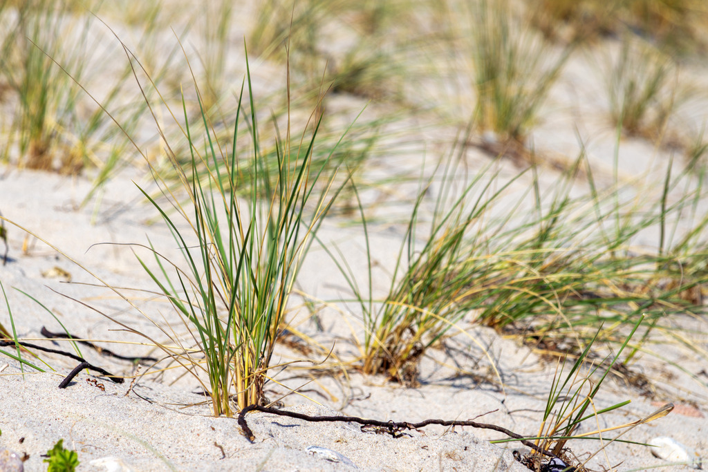 Leinwand: Strandhafer im Küstenwind | Die beruhigende Wirkung der Natur eingefangen in einem harmonischen Motiv – dieses Wandbild zeigt den Strandhafer auf einem kleinen Deich in Weidefeld. Die sanfte Farbgebung und die natürliche Struktur der Halme schaffen eine entspannte und wohltuende Atmosphäre. Die feinen Halme im Vordergrund stehen im Kontrast zur weichen Unschärfe des Hintergrunds, wodurch die Tiefe des Bildes betont wird. - Realisiert mit Pictrs.com