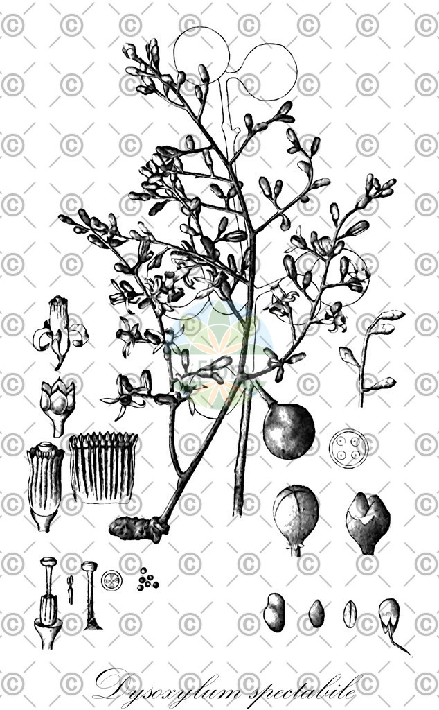 HistAbb_wfo-0001021561_1_ENZY_Simple | Historische Abbildung von Dysoxylum spectabile - Meliaceae | Historical Illustration of Dysoxylum spectabile - Meliaceae