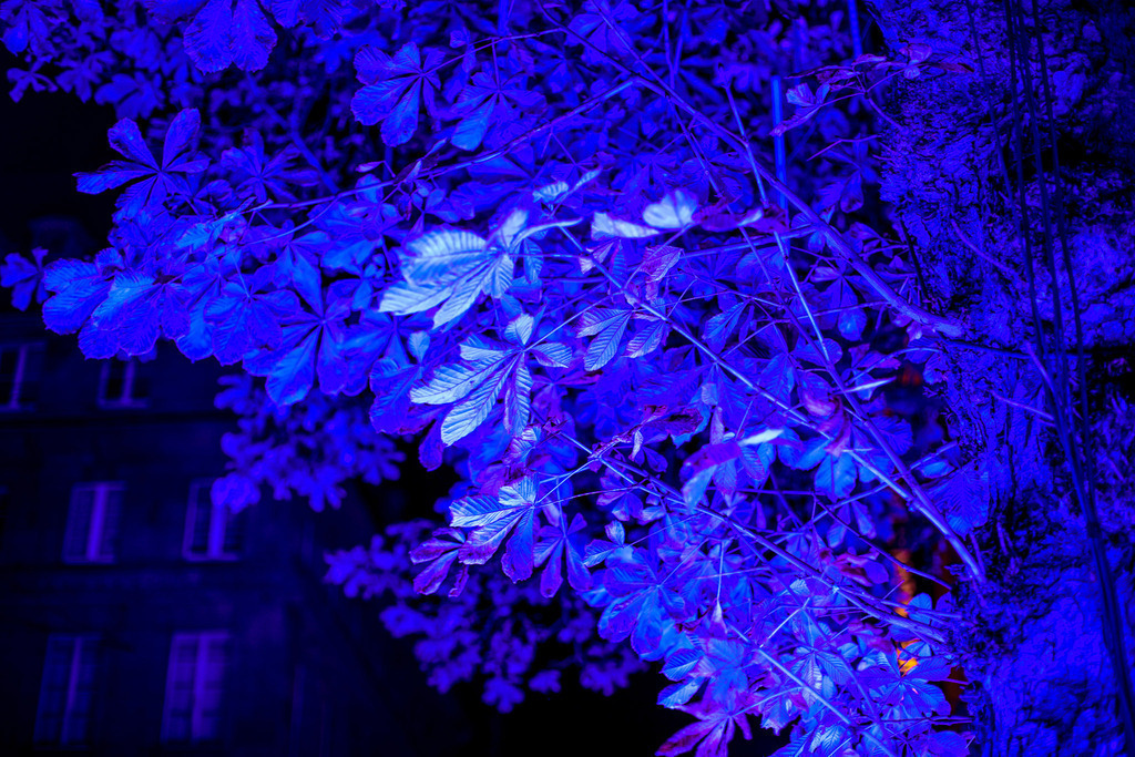 10 Baum der Wünsche_004 | Bildergalerie von Sport-Ereignissen aber auch von weiteren spannenden Dingen - nicht nur vom Niederrhein. In Anlehnung an den bekannten Spruch von Hanns Dieter Hüsch heißt das Motto: "Niederrhein ist überall".  - Realisiert mit Pictrs.com