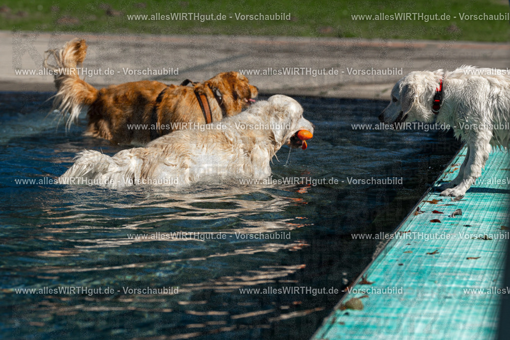 Hundeschwimmen_Volksbad_2026-allesWIRTHgut_Tierfotografie-2609061058-FAY06070 | Professionelle Tierfotografie in Mönchengladbach von Daniel Wirth (allesWIRTHgut). Liebevolle & natürliche Bilder von Hunden & Katzen für unvergessliche Erinnerungen.