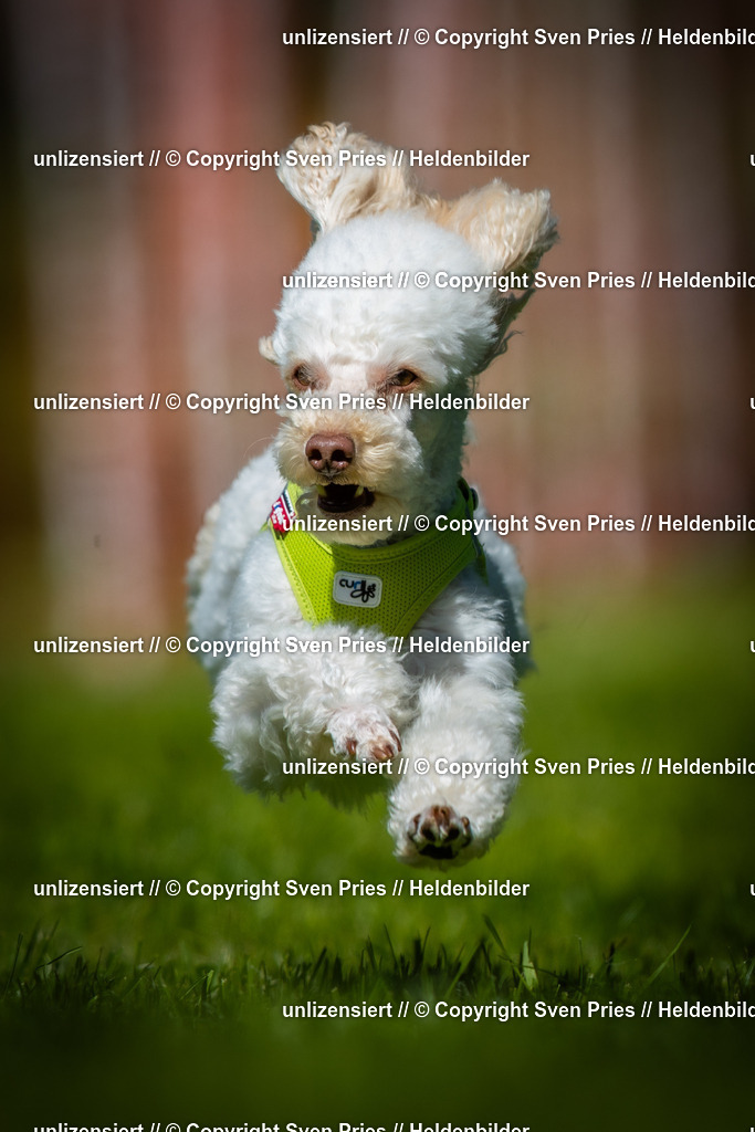 Hunderennen_April_2026_609 | 2026-04-26 - Hunderennen Baden-Oos April 2026 - Realisiert mit Pictrs.com
