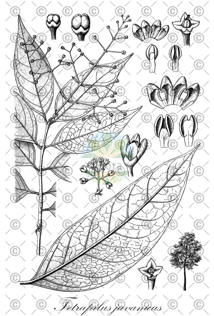 HistAbb_wfo-0000903415_1_ENZY_Simple | Historische Abbildung von Tetrapilus javanicus - Oleaceae | Historical Illustration of Tetrapilus javanicus - Oleaceae