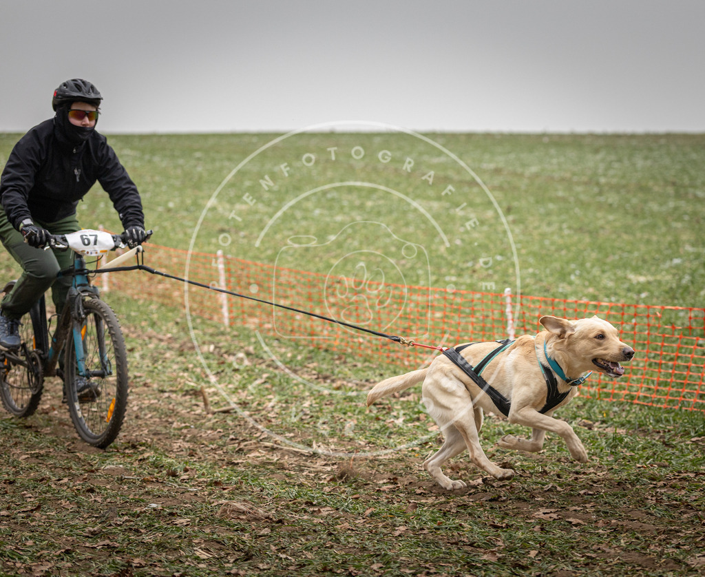 Pfotenfotografie_DV3A2967 | Hundefotografie, Tierfotograf, Pfotenfotografie, Fotoshooting Hund, Hunde Portrait, Hundesport, Hundeportraits, Heideshooting, Hunde, Sportfotograf, Hundefotograf, Turnierhundsport, THS,  - Realisiert mit Pictrs.com
