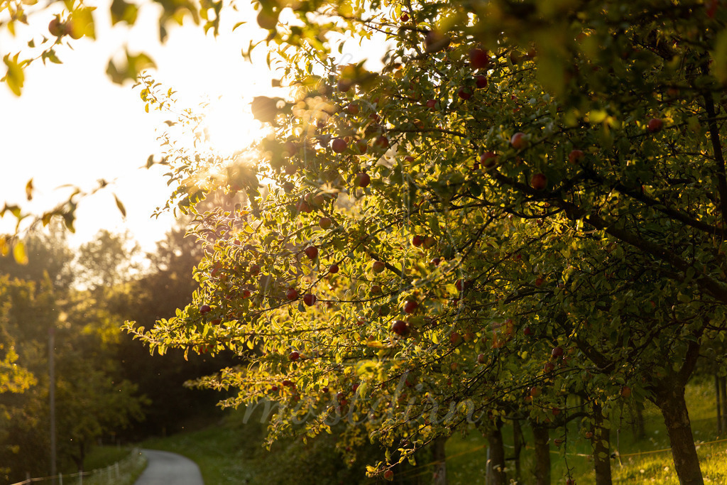 Spätsommer in Randegg | Ihre Fotografin im Lungau, ihre Fotografin im Mostviertel, Wandbilder Onlineshop, Imagefotos für Ihr Unternehmen,  - Realisiert mit Pictrs.com