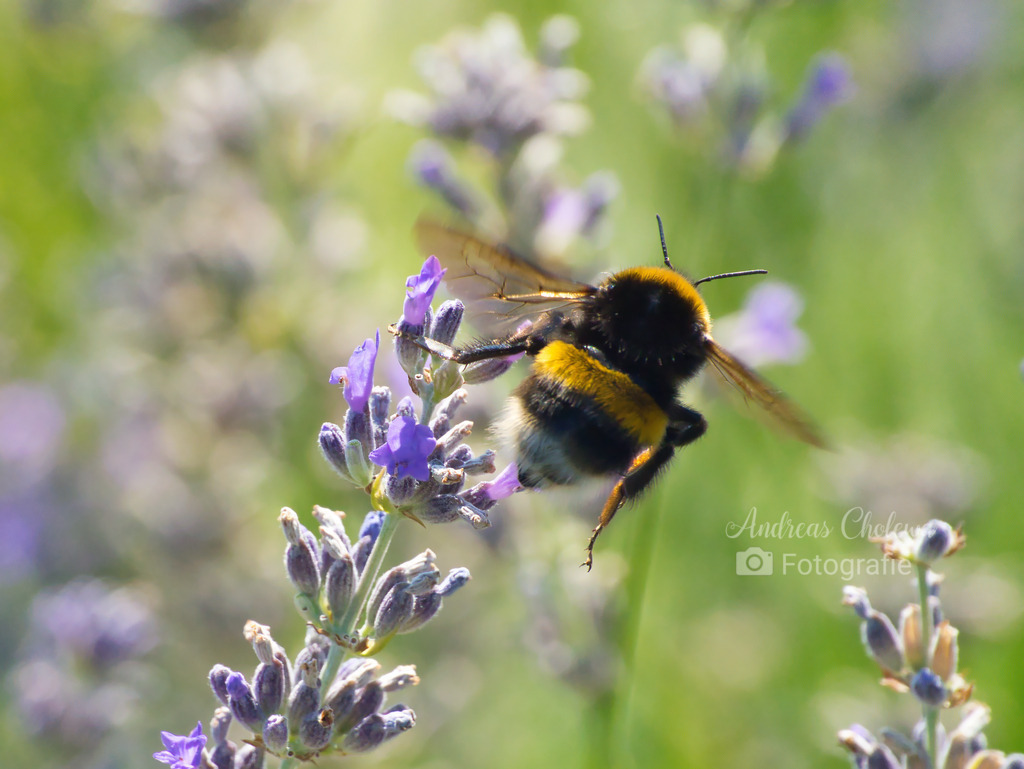 Hummel im Lavendel | Der Onlineshop für malerische Fotografien aus dem Landkreis Vechta✅ Premium Druck auf Leinwand✅ Acryl✅ oder Alu-Dibond✅➤Jetzt Bestellen! - Realisiert mit Pictrs.com