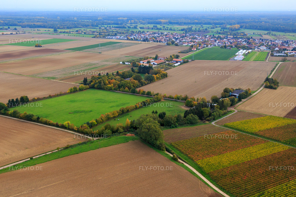 Luftbild: Koppel von Trakehner-Friedrich in Minfeld im Bundesland Rheinland-Pfalz in Deutschland. Foto: IMG_084561.jpg vom 23.10.2015 durch Werner Riehm/FLY-FOTO.de