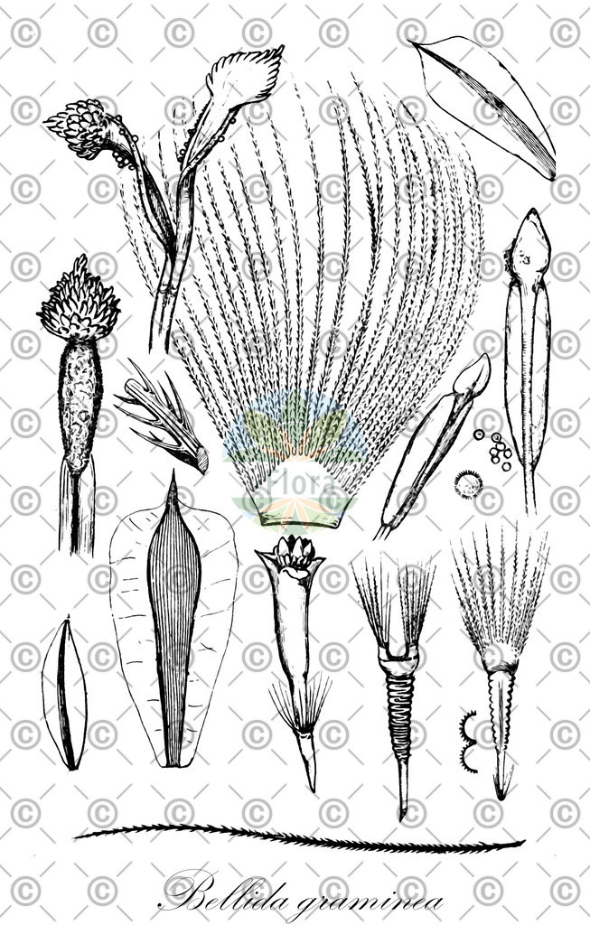 HistAbb_EMP_117931_SRC_Schlechtendal_FLORAD_SIMPLE | Historische Abbildung von Bellida graminea - Asteraceae | Historical Illustration of Bellida graminea - Asteraceae