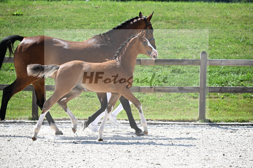Kat-Nr. 37 Esmeraldo x Lagranno_SF_Weber_15251061 | hf-fotografie - Realisiert mit Pictrs.com