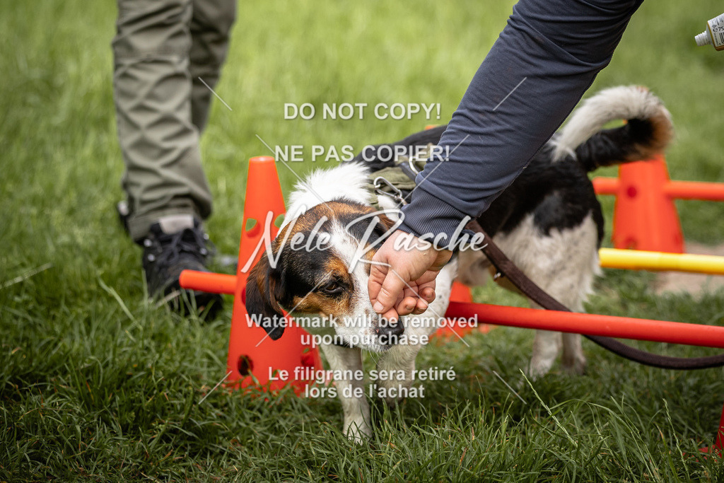 nelerasche_So-earlydog_49 | nelerasche