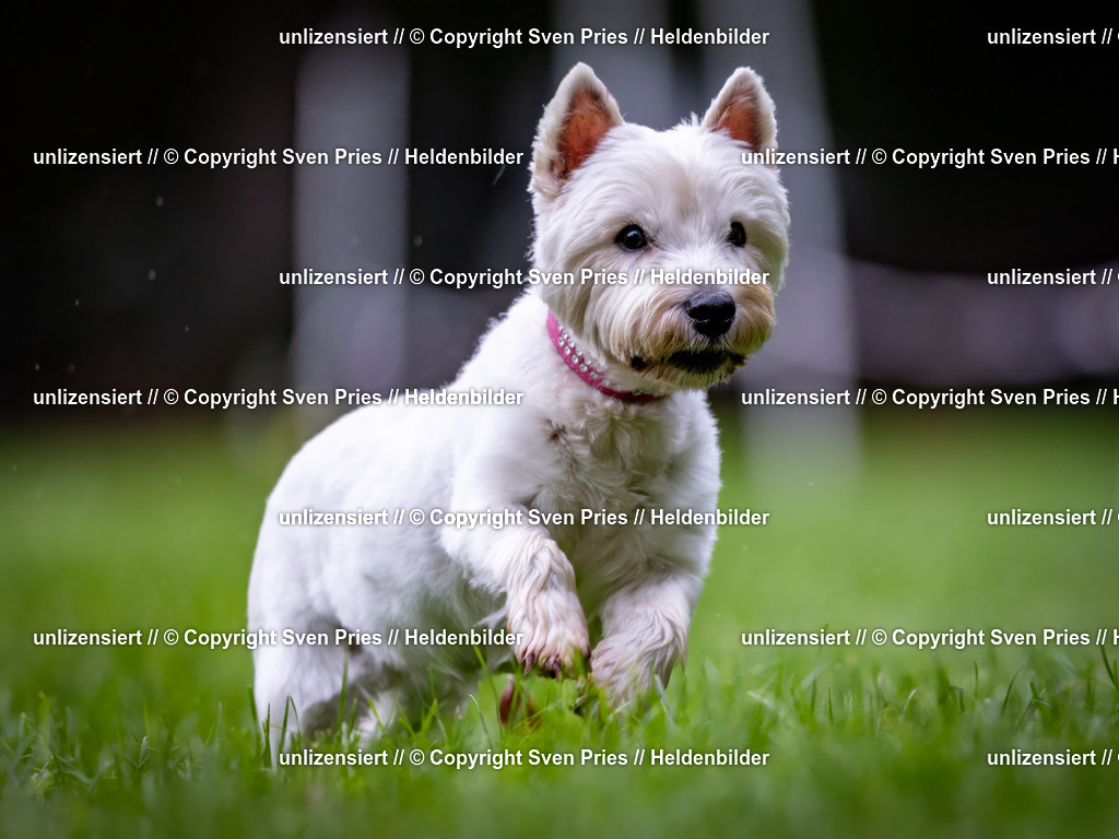 Sven Pries | 2024-10-19 - Hunderennen Ober-Grombach - Realisiert mit Pictrs.com