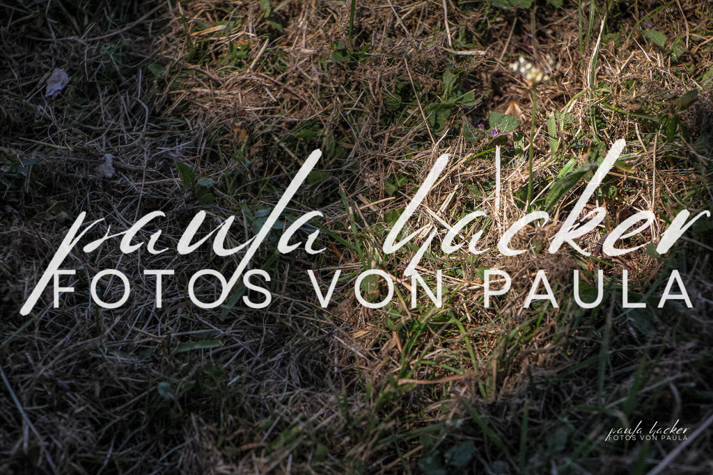 IMG_0893 | Erleben Sie dynamische Sport- und emotionale Tierfotografie in Süddeutschland mit Fotos von Paula. Spezialisiert auf Pferde- und Hundefotografie sowie Sportevents. Kontaktieren Sie mich für einzigartige und ausdrucksstarke Bilder Ihrer besonderen Momente. - Realisiert mit Pictrs.com