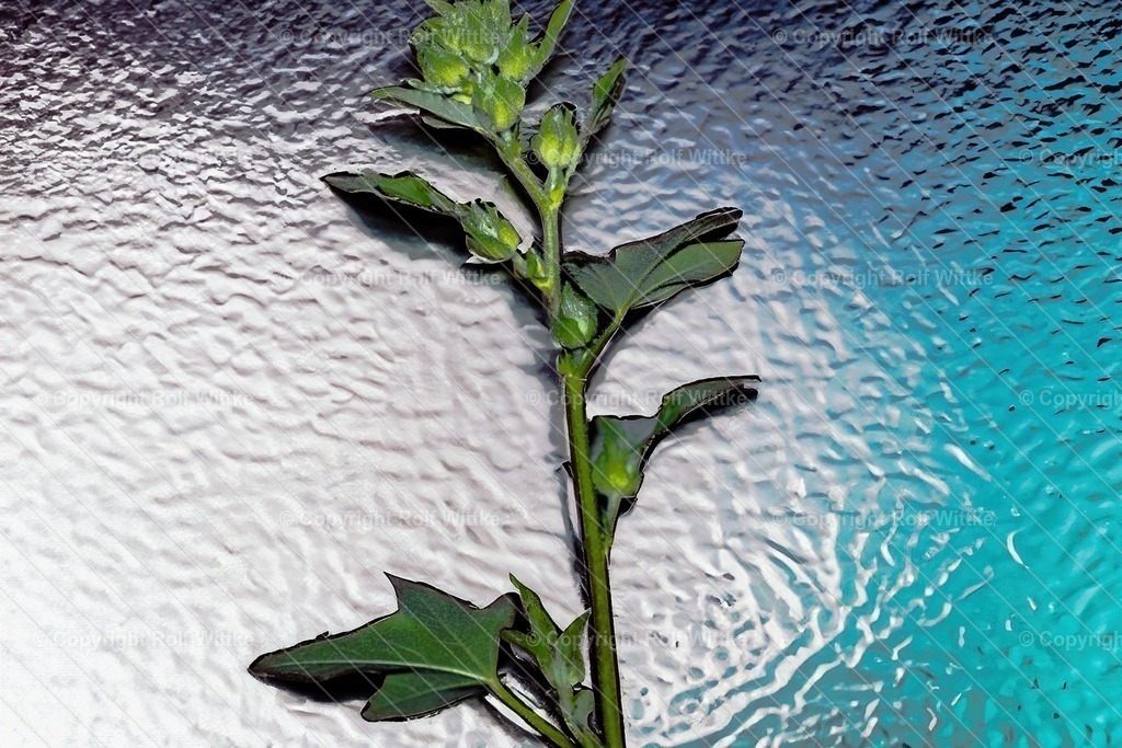 pflanze2.1 | die Blume im Wasser mit Wellenbewegungen - Realisiert mit Pictrs.com