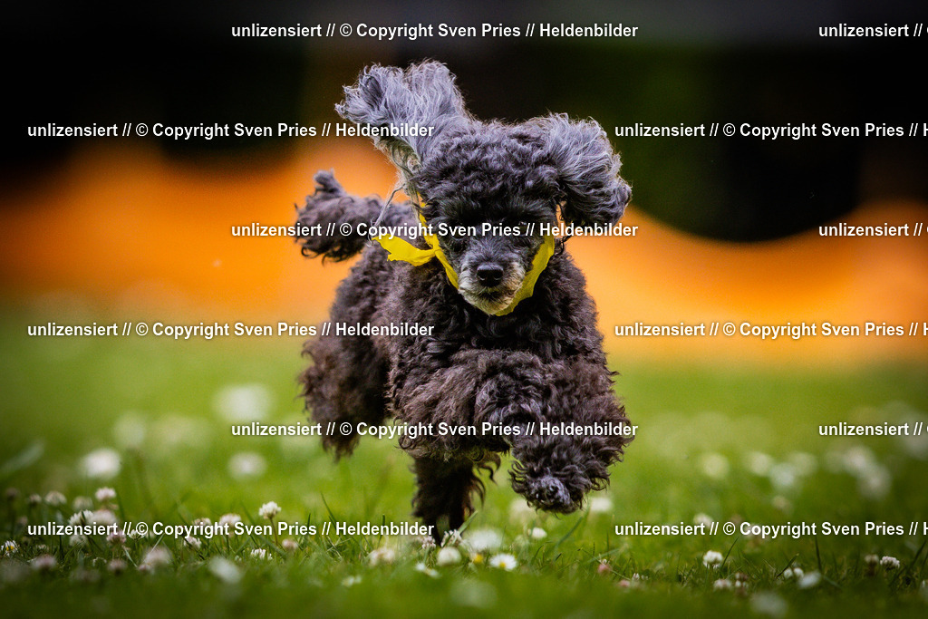 Sven Pries | 2025-05-29 - Pudelrennen KA-Durlach - Realisiert mit Pictrs.com