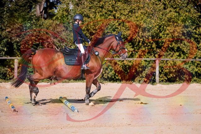 2026_10_03_Siefer-Hof_143735_Z81_06512728 | Professionelle Reitsport-, Turnier- und Eventfotografie von Robert Broda. Galerien mit ausgewählten und bearbeiteten Bildern direkt online ansehen und bestellen.