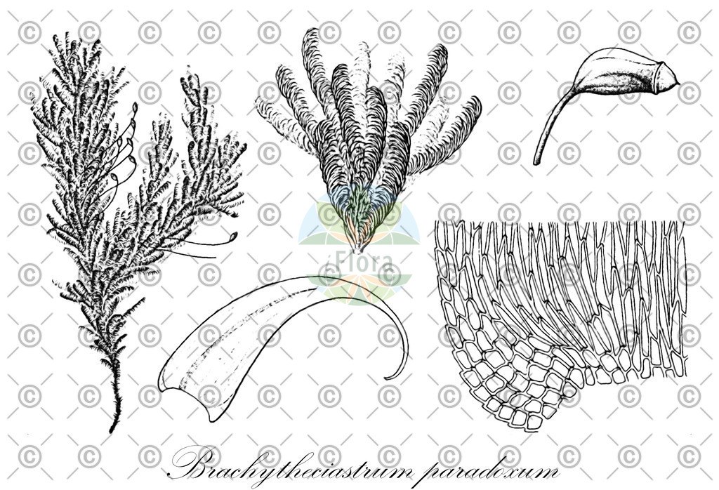HistAbb_wfo-0001211434_1_ENZY_Simple | Historische Abbildung von Brachytheciastrum paradoxum - Brachytheciaceae | Historical Illustration of Brachytheciastrum paradoxum - Brachytheciaceae