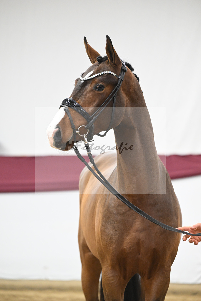 Kat-Nr. 136 Va Bene x Topas_Dr. Dieter Schuele_47254669 | hf-fotografie - Realisiert mit Pictrs.com