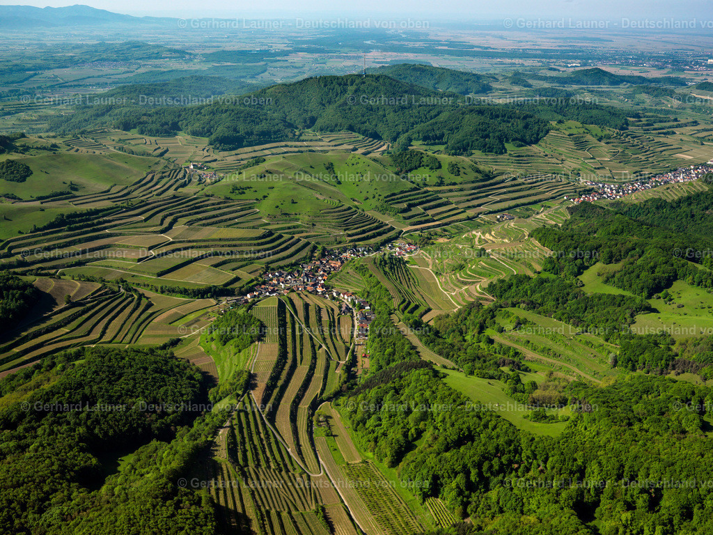 3096248 | Terassenweinberge, Kaiserstuhl bei Schelingen