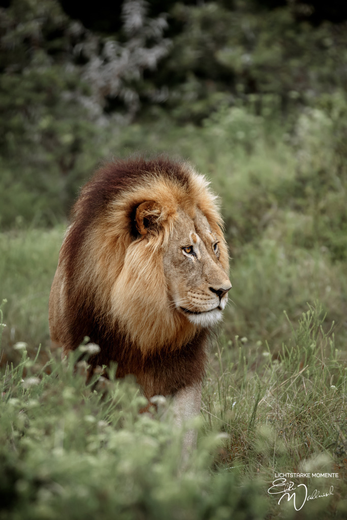 20231010-082054 SOUTHAFRIKA_-1 | Herzlich willkommen auf meiner Seite! Ich bin Elke Wallnisch, Deine Fotografin für lichtstarke Momente. Der Name steht für alles, was mich mit der Fotografie verbindet: Das Licht und seine machtvolle Wirkung auf eine Situation oder unsere Stimmung - Realisiert mit Pictrs.com