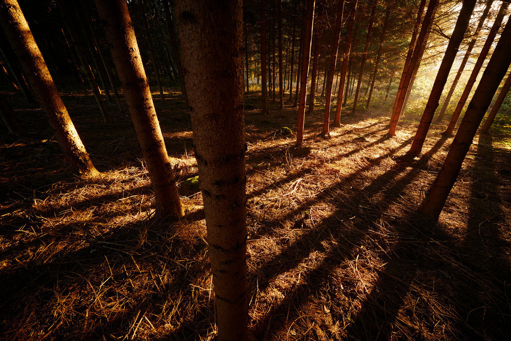 Sonnenlicht im Wald | Heugraben, Austria - November 01, 2015: Sonnenlicht im Wald. - Realisiert mit Pictrs.com