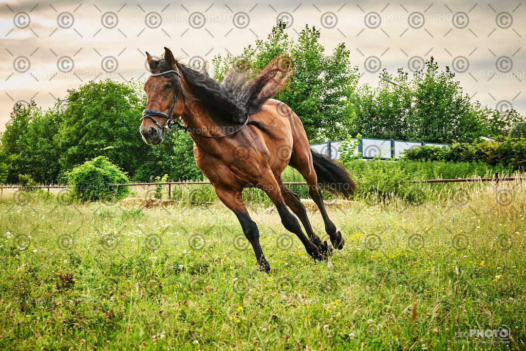 085_202406_Niki-Herodes_NZ9_9817 | proPHOTO - Realisiert mit Pictrs.com