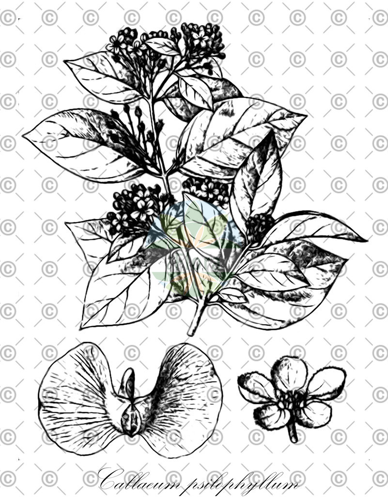 HistAbb_wfo-0000173760_1_ENZY_Simple | Historische Abbildung von Callaeum psilophyllum - Malpighiaceae | Historical Illustration of Callaeum psilophyllum - Malpighiaceae