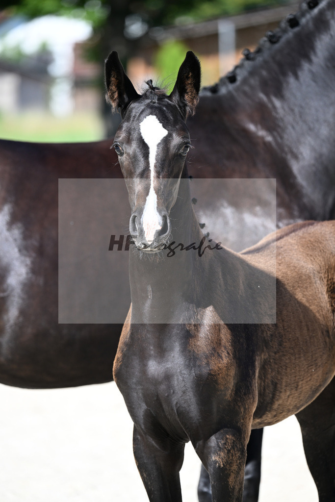 Kat-Nr. 5 Diamantenglanz x Foundation_SF_ZG Weiss u Moldenhauer_26250041 | hf-fotografie - Realisiert mit Pictrs.com